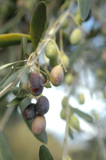 Ramo di olivo