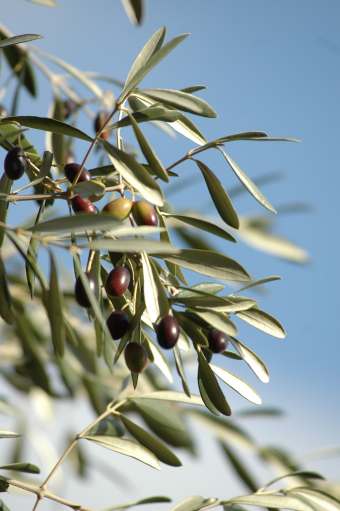 Ramo di olivo